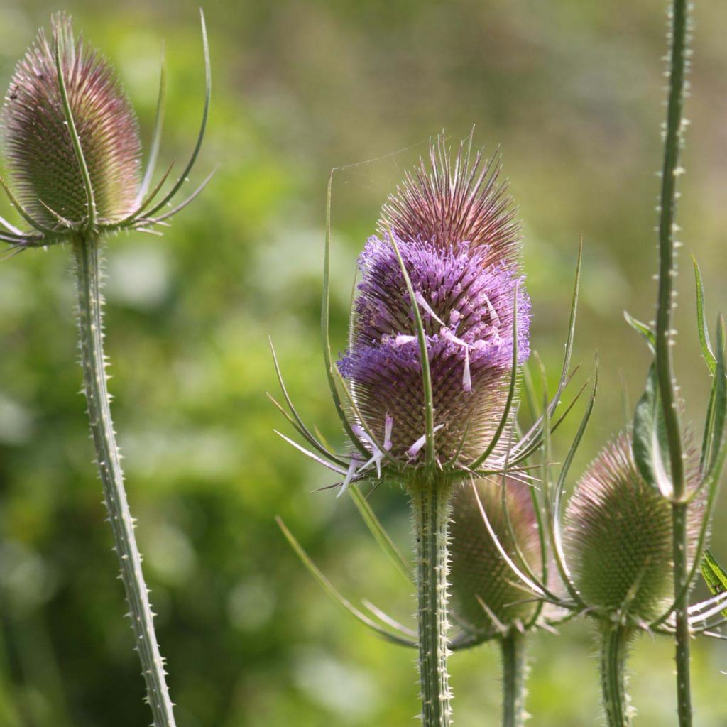 Dipsacus fullonum - Wilde Karde