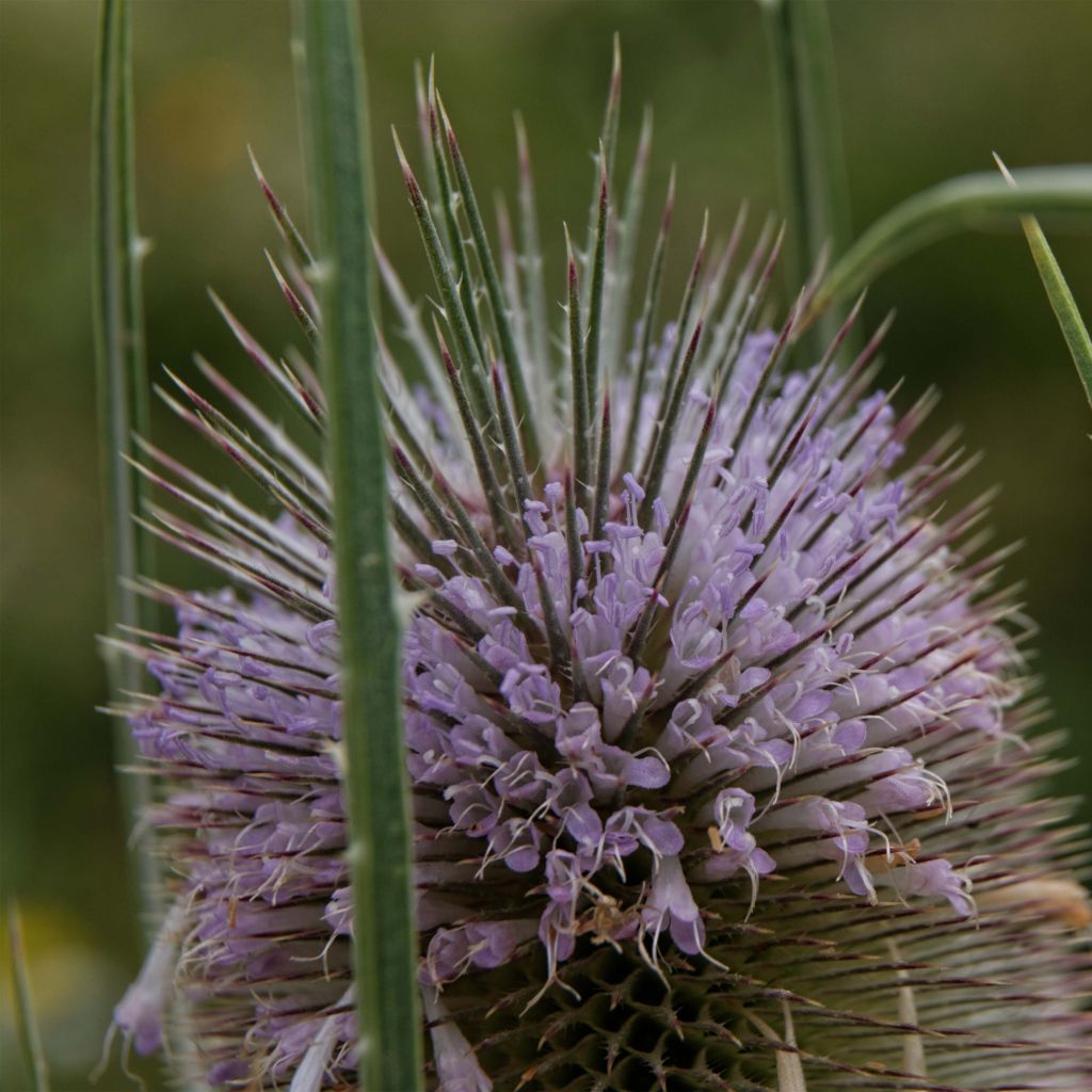 Dipsacus fullonum - Cardère sauvage - Cabaret des oiseaux