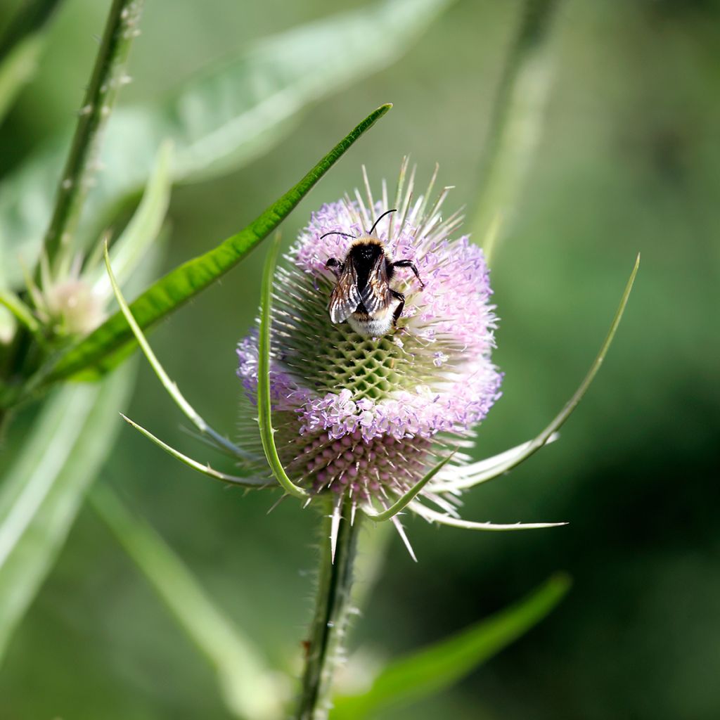 Dipsacus fullonum - Wilde Karde