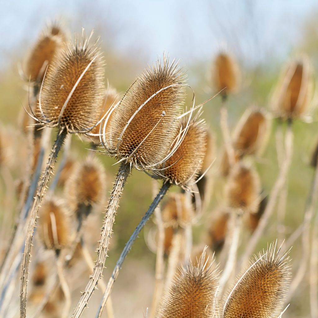 Dipsacus fullonum - Wilde Karde