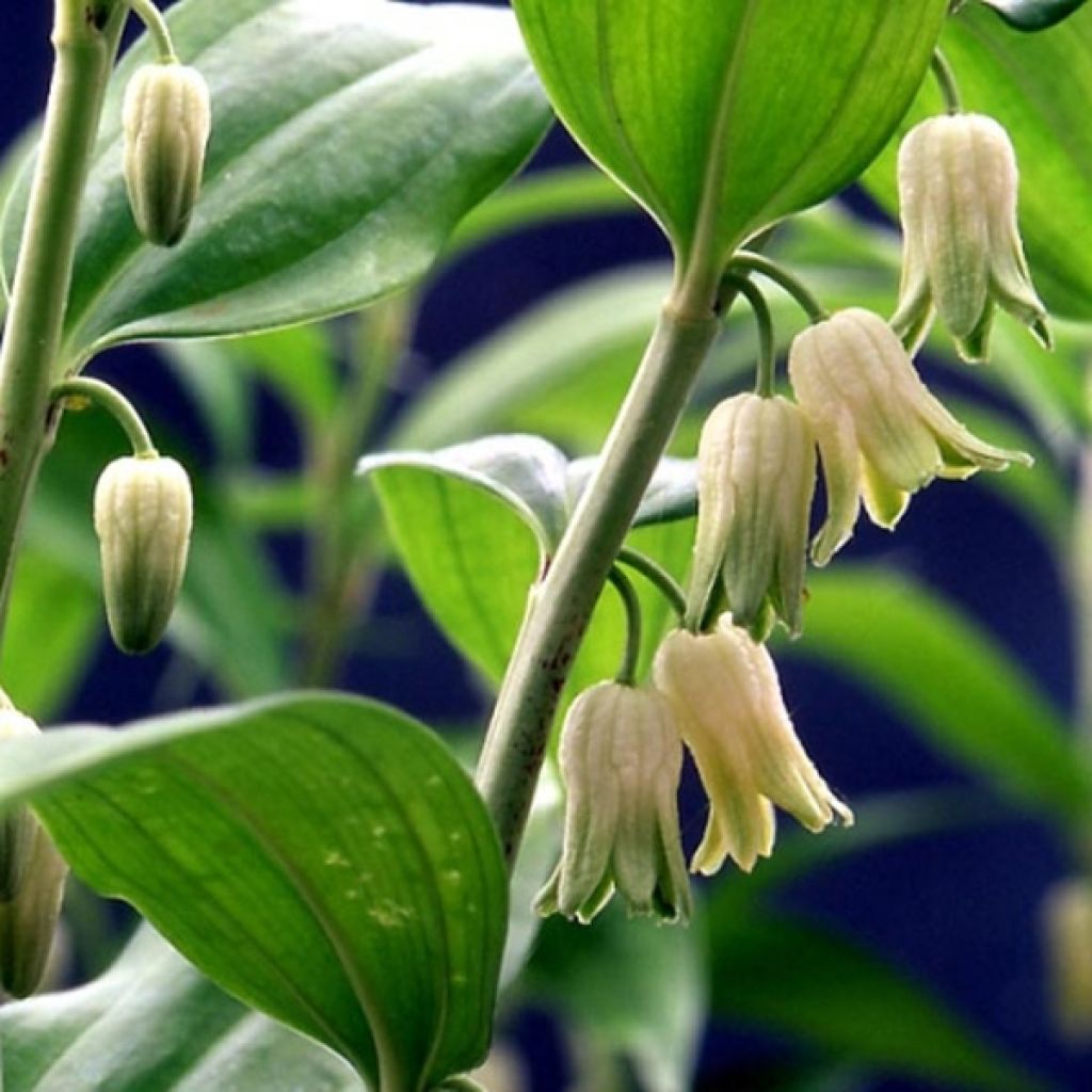 Disporopsis pernyi - Immergrünes Salomonssiegel