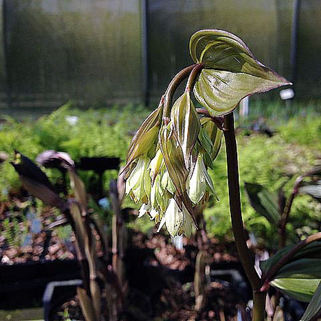 Disporum megalanthum - Feenglöckchen