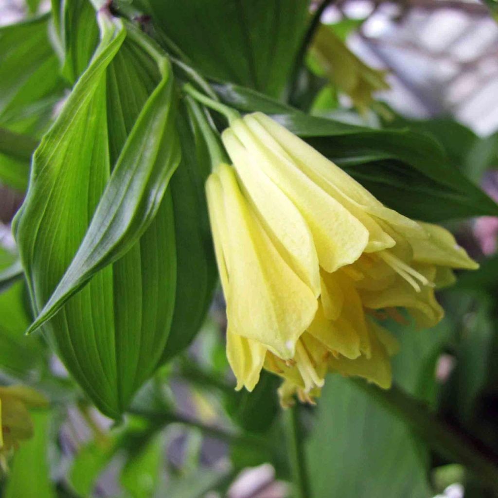 Disporum uniflorum - Cloche des fées de Corée