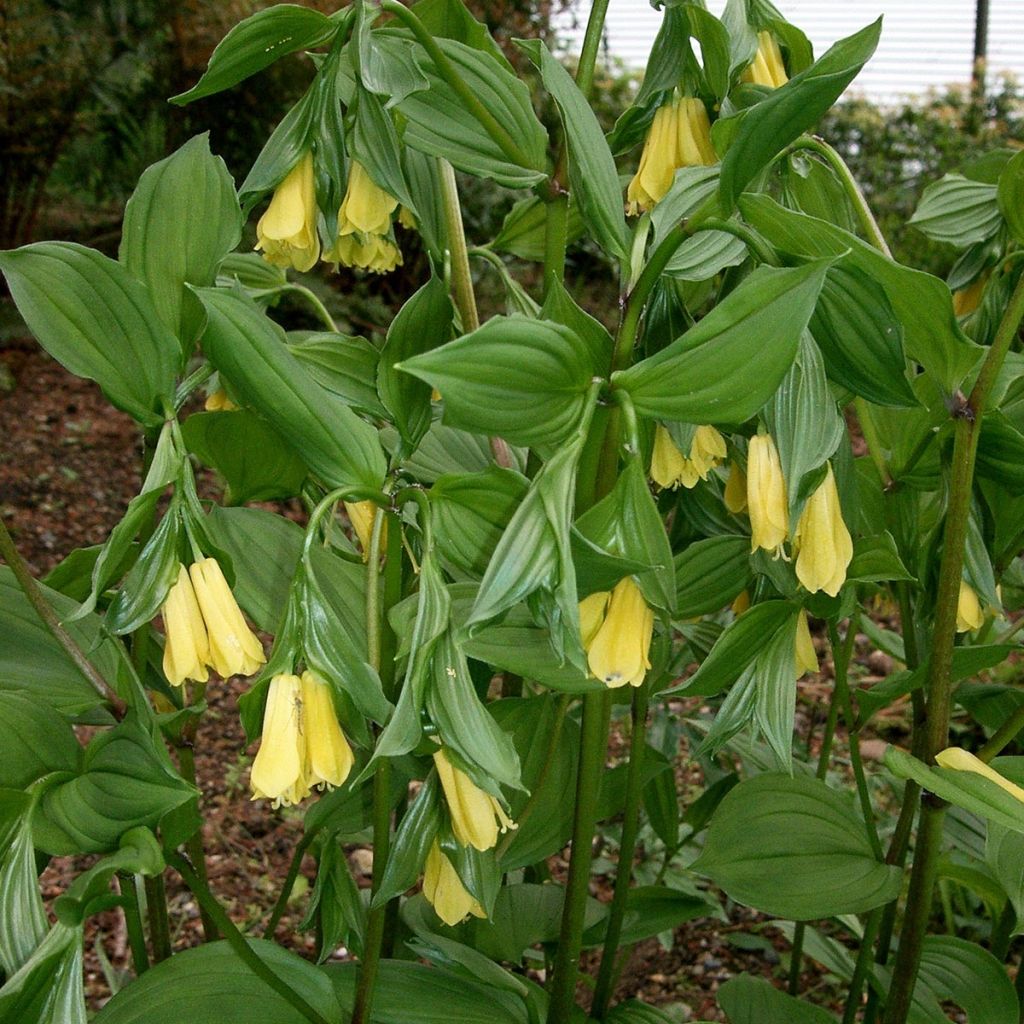 Disporum uniflorum - Feenglöckchen