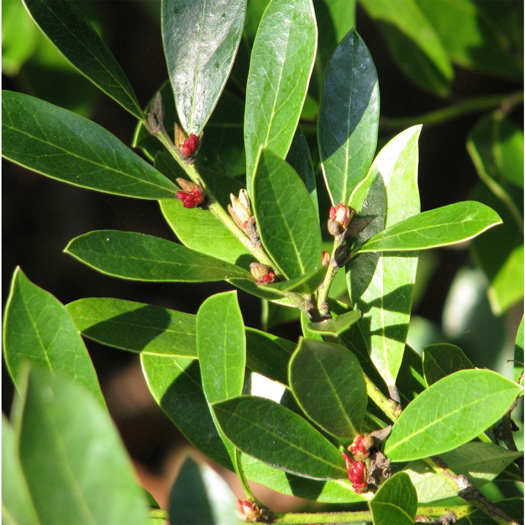 Traubiger Zweiggriffel Emerald Heights - Distylium