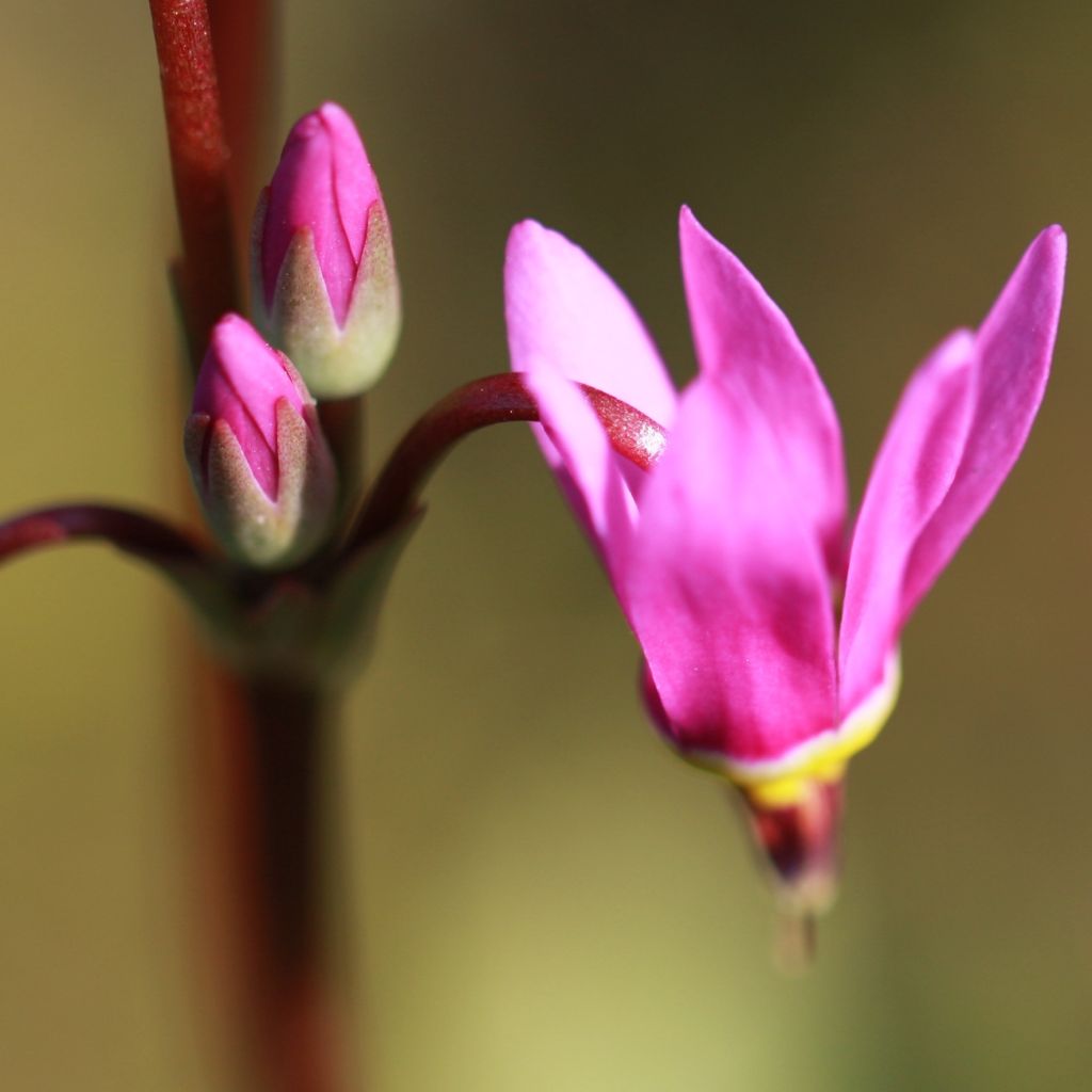 Götterblume Rotlicht - Dodecatheon jeffreyi