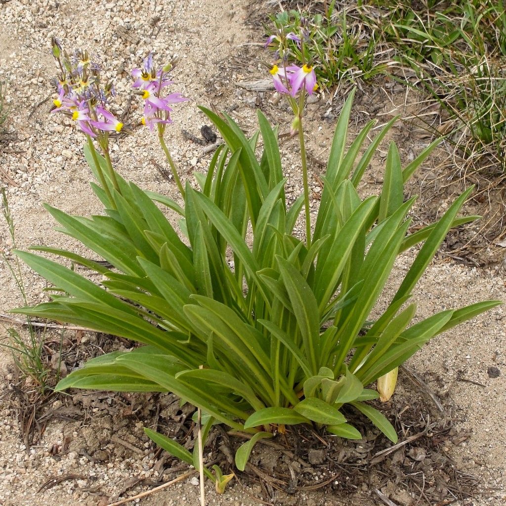 Dodecatheon jeffreyi Rotlicht, Gyroselle