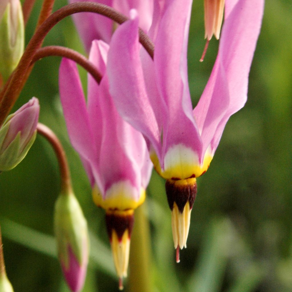 Götterblume - Dodecatheon meadia