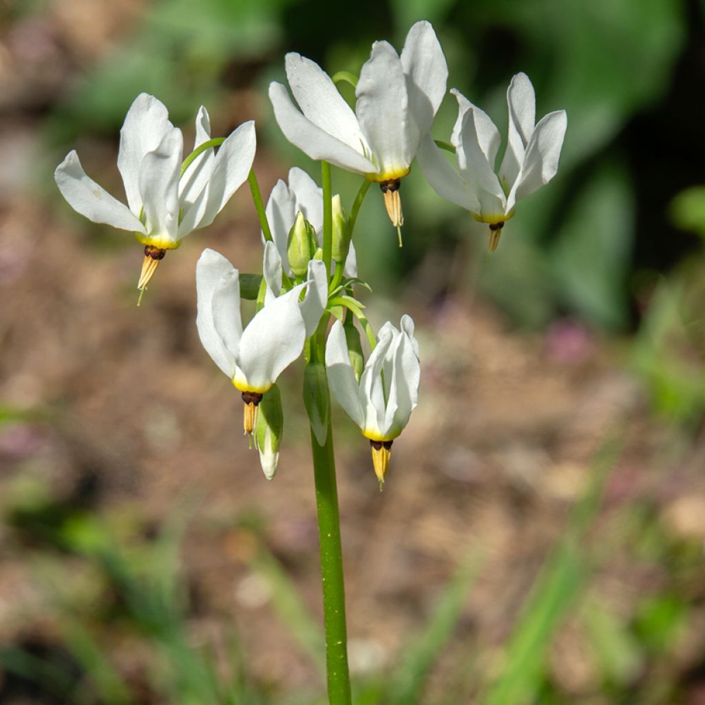 Weiße götterblume - Dodecatheon meadia Album