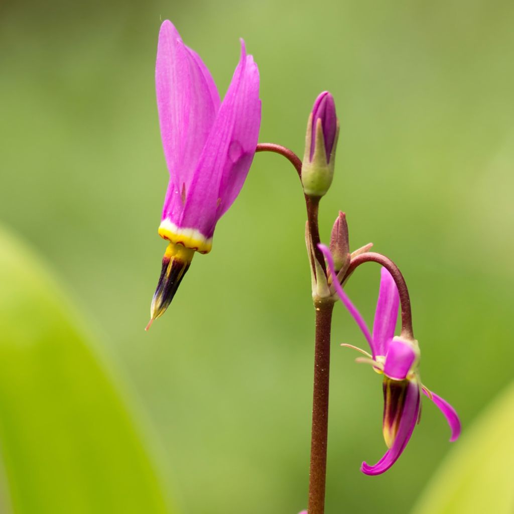 Götterblume - Dodecatheon meadia