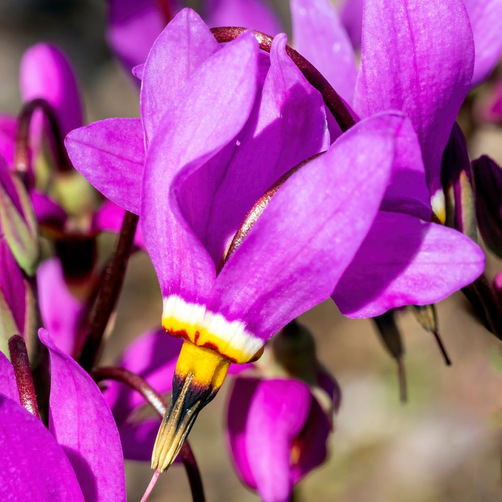 Götterblume - Dodecatheon meadia