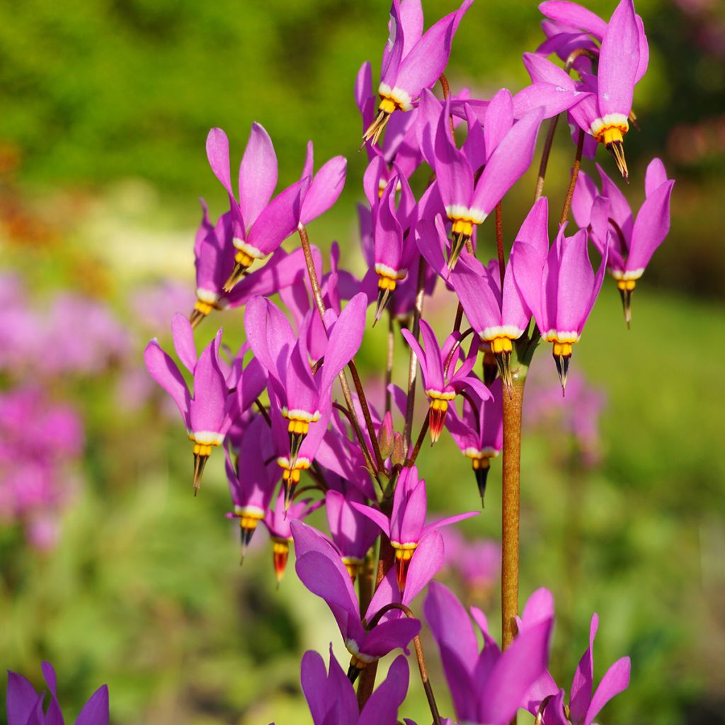 Götterblume - Dodecatheon meadia