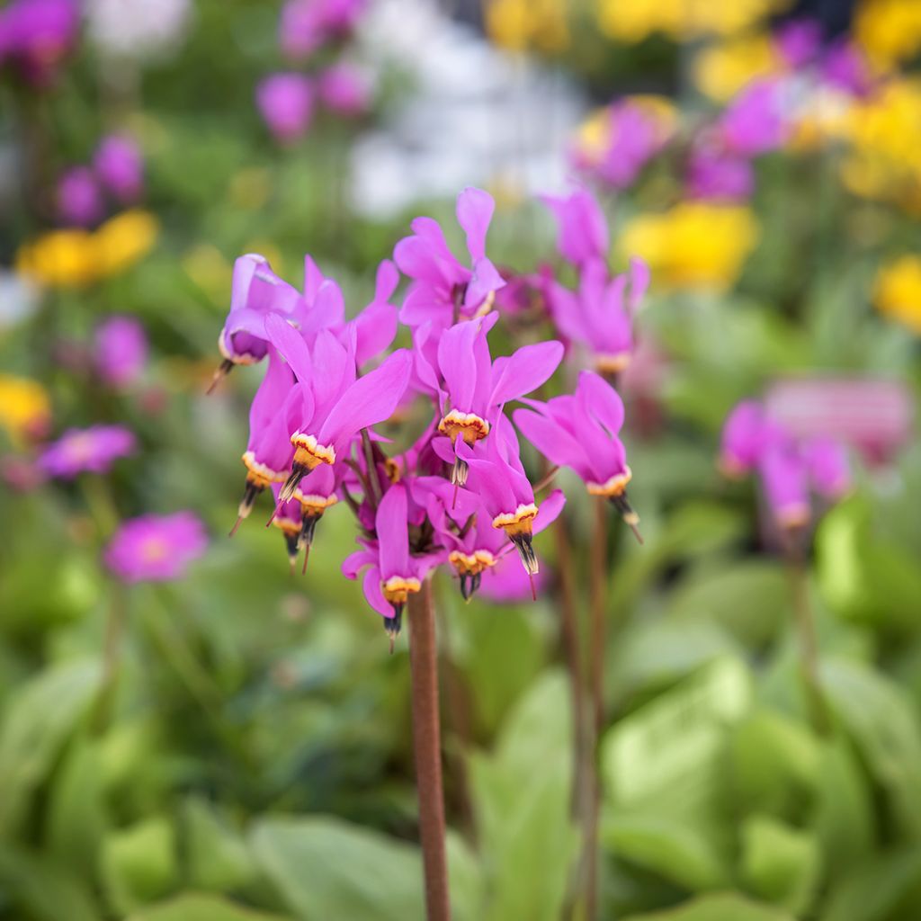 Götterblume - Dodecatheon meadia