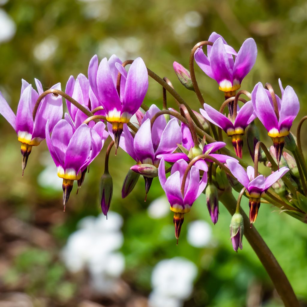 Götterblume - Dodecatheon meadia