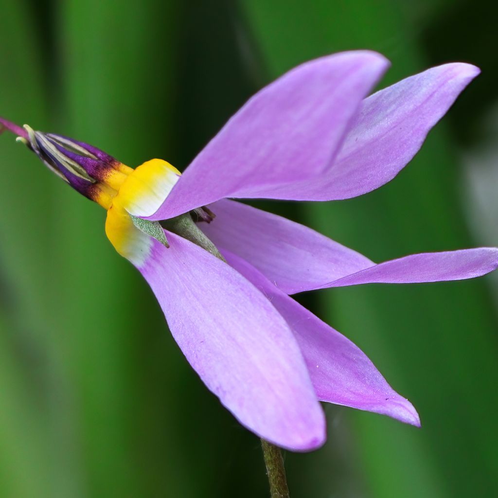 Götterblume - Dodecatheon meadia