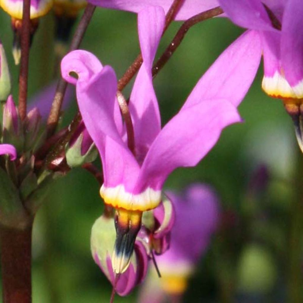 Götterblume Queen Victoria - Dodecatheon meadia