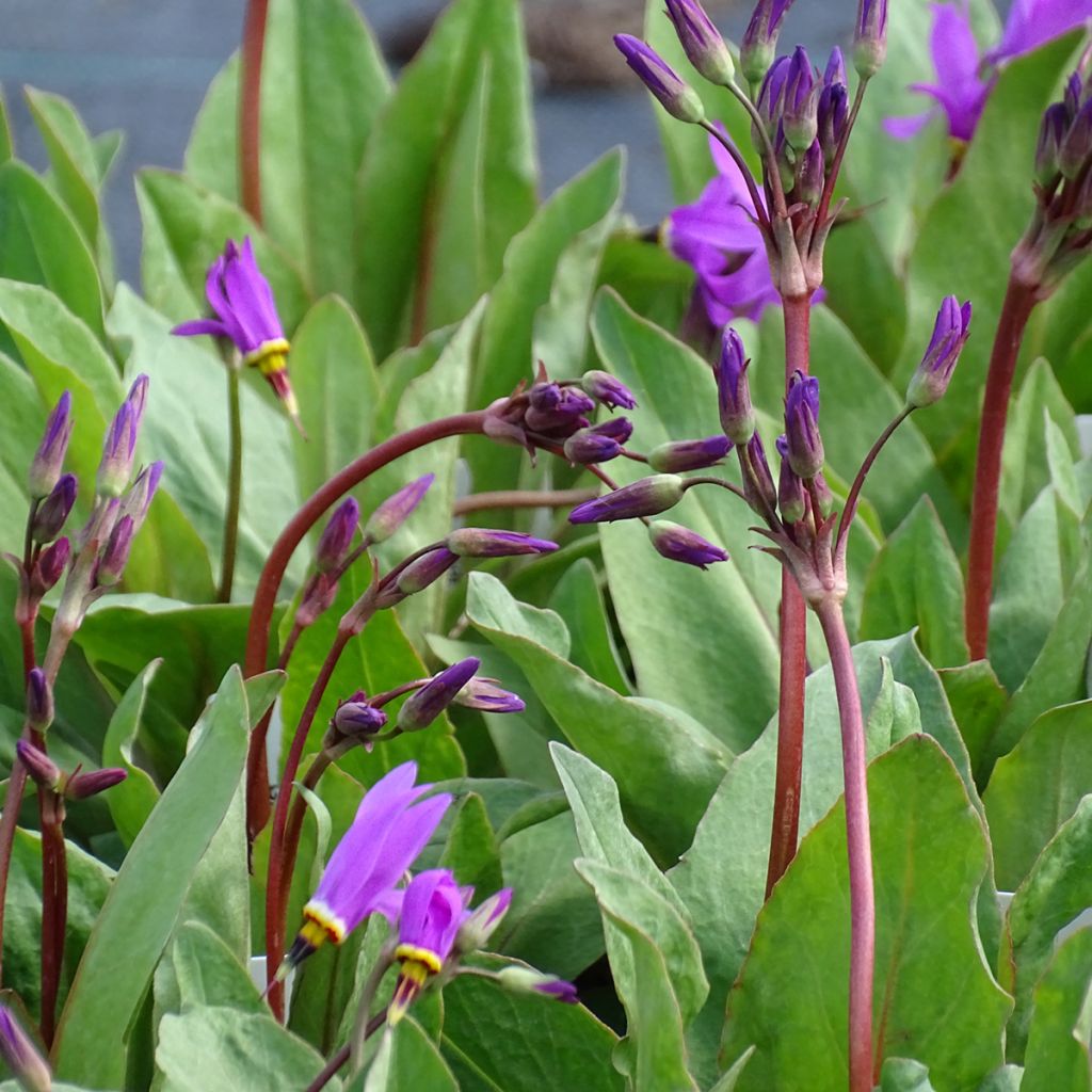 Dodecatheon pulchellum Red Wings - Gyroselle