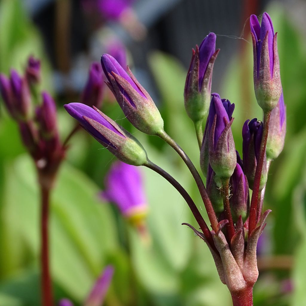 Dodecatheon pulchellum Red Wings - Gyroselle