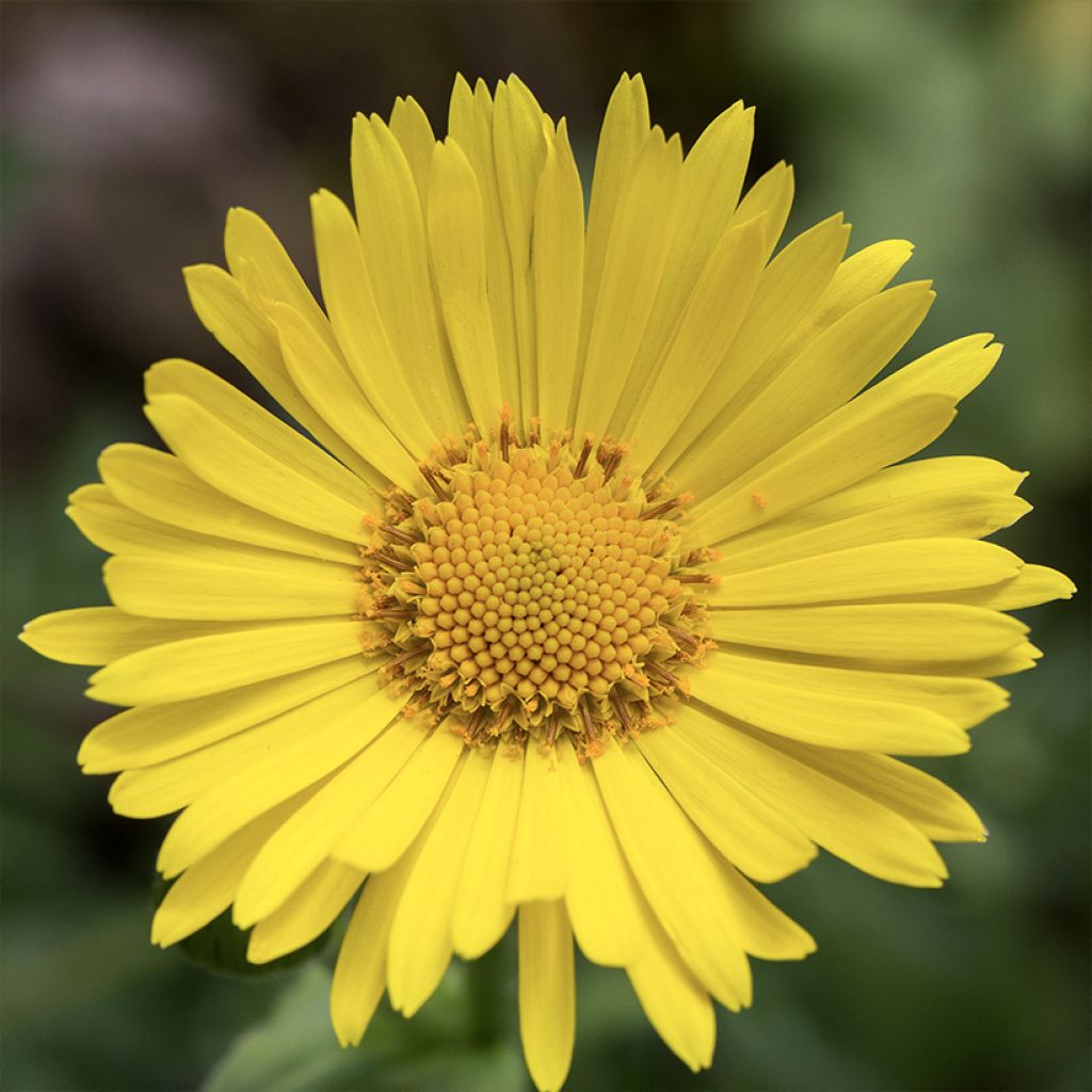 Doronicum pardalianches - Kriechende Gämswurz