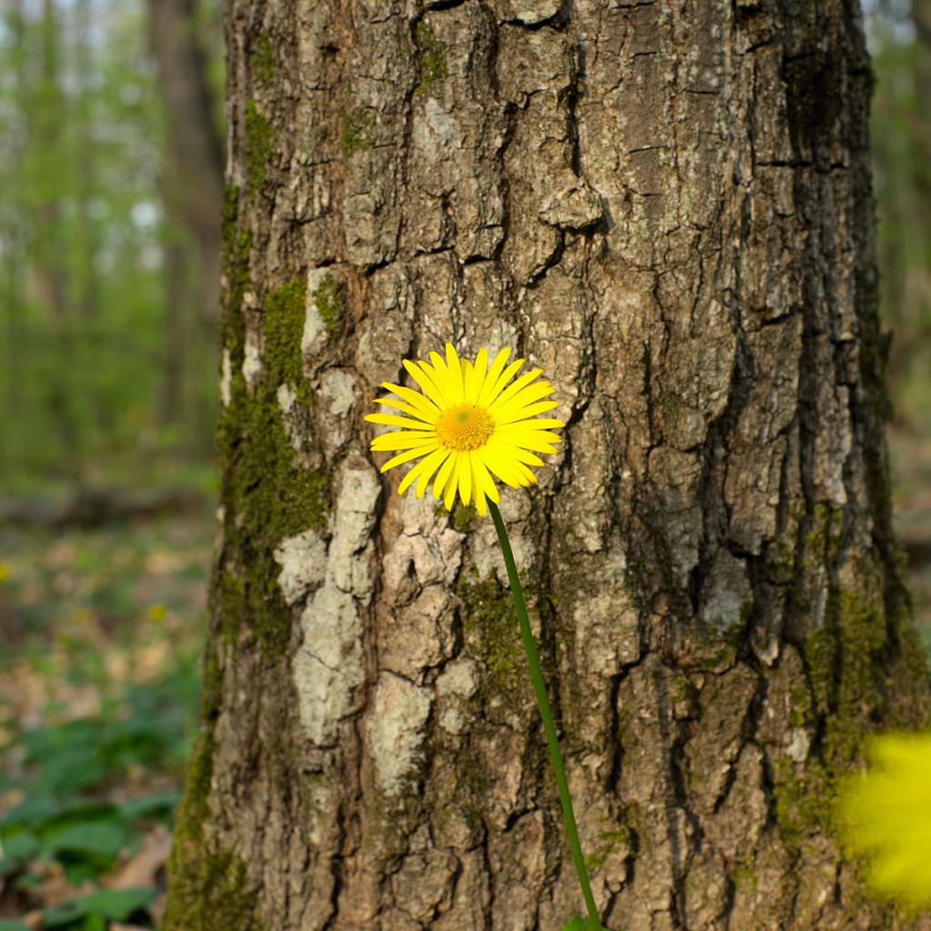 Doronicum pardalianches - Kriechende Gämswurz