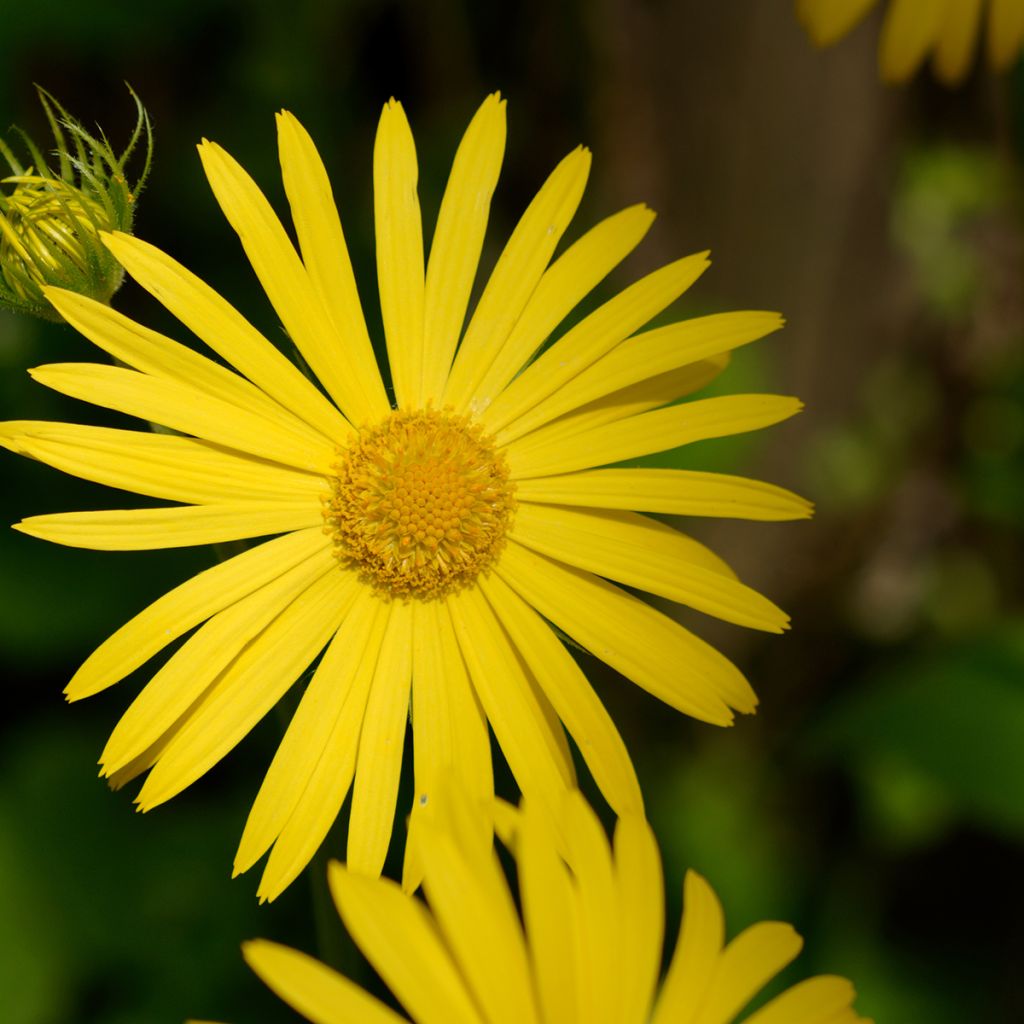 Doronicum pardalianches - Kriechende Gämswurz