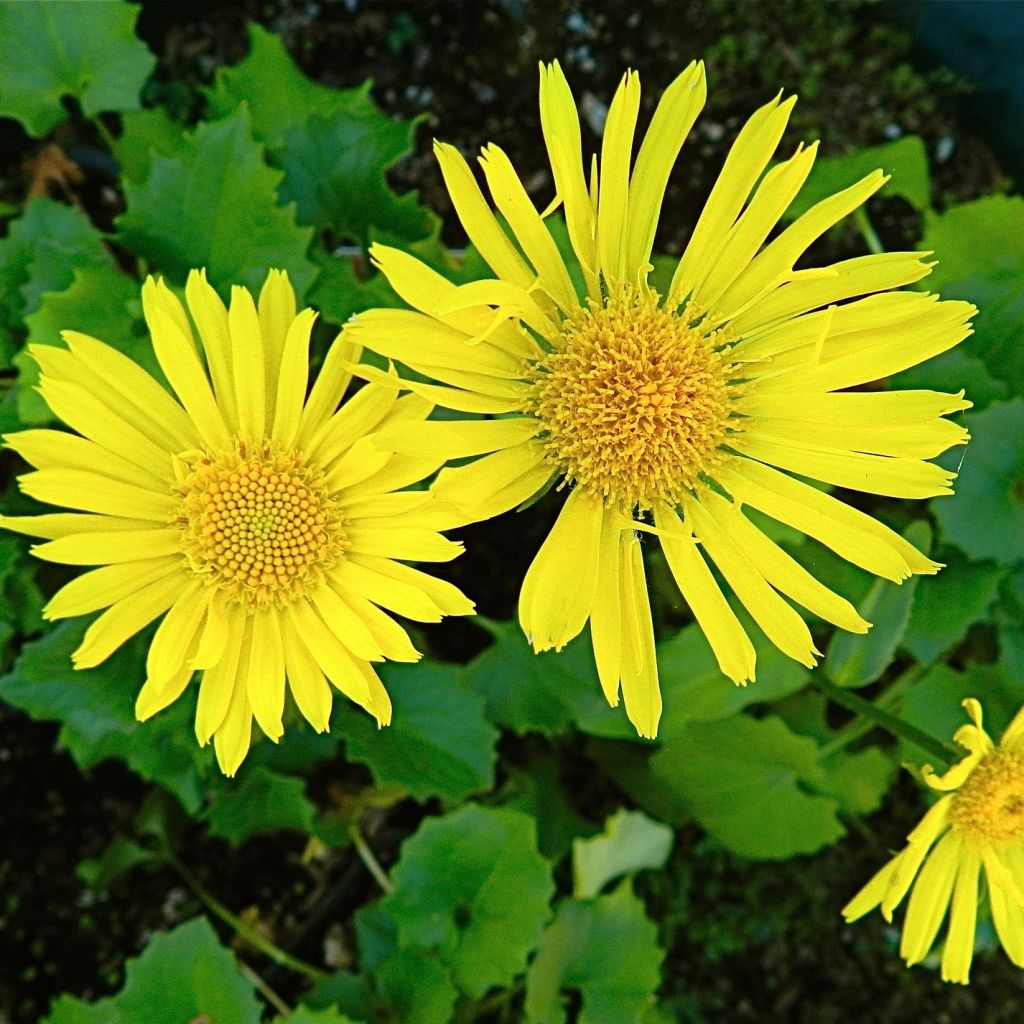 Doronicum orientale Little Leo - Östliche Gämswurz