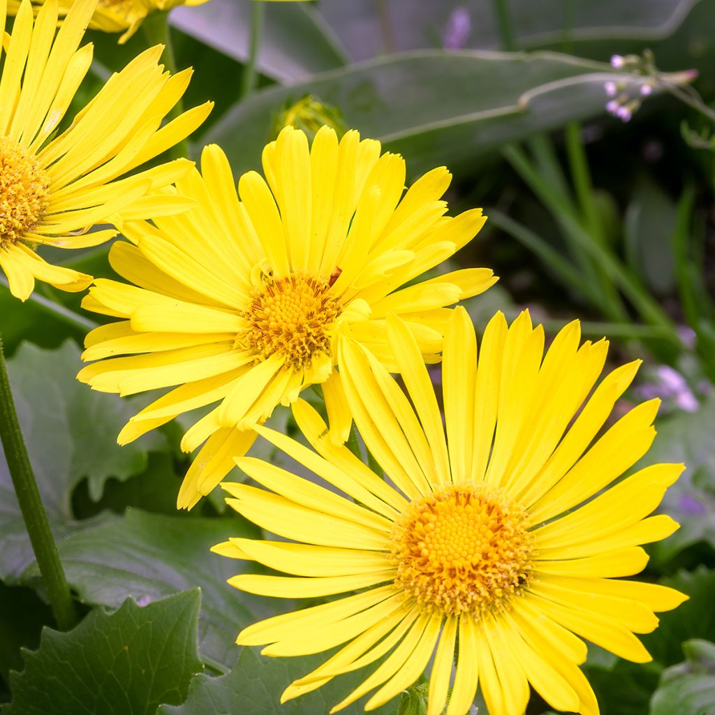 Doronicum orientale Little Leo - Östliche Gämswurz