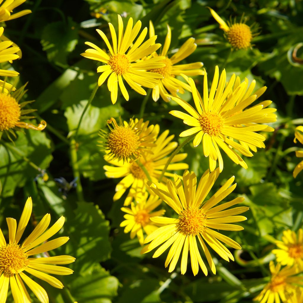 Doronicum orientale Little Leo - Östliche Gämswurz