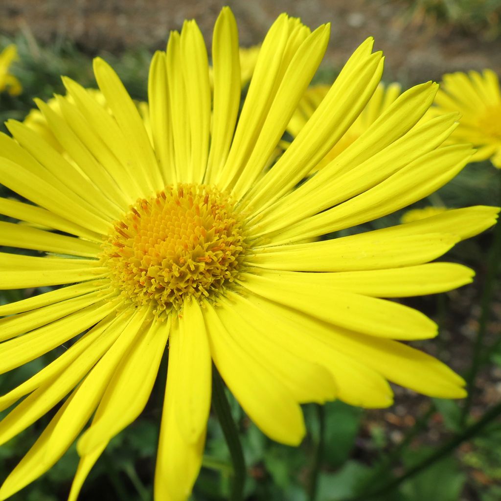 Doronicum orientale Little Leo - Östliche Gämswurz