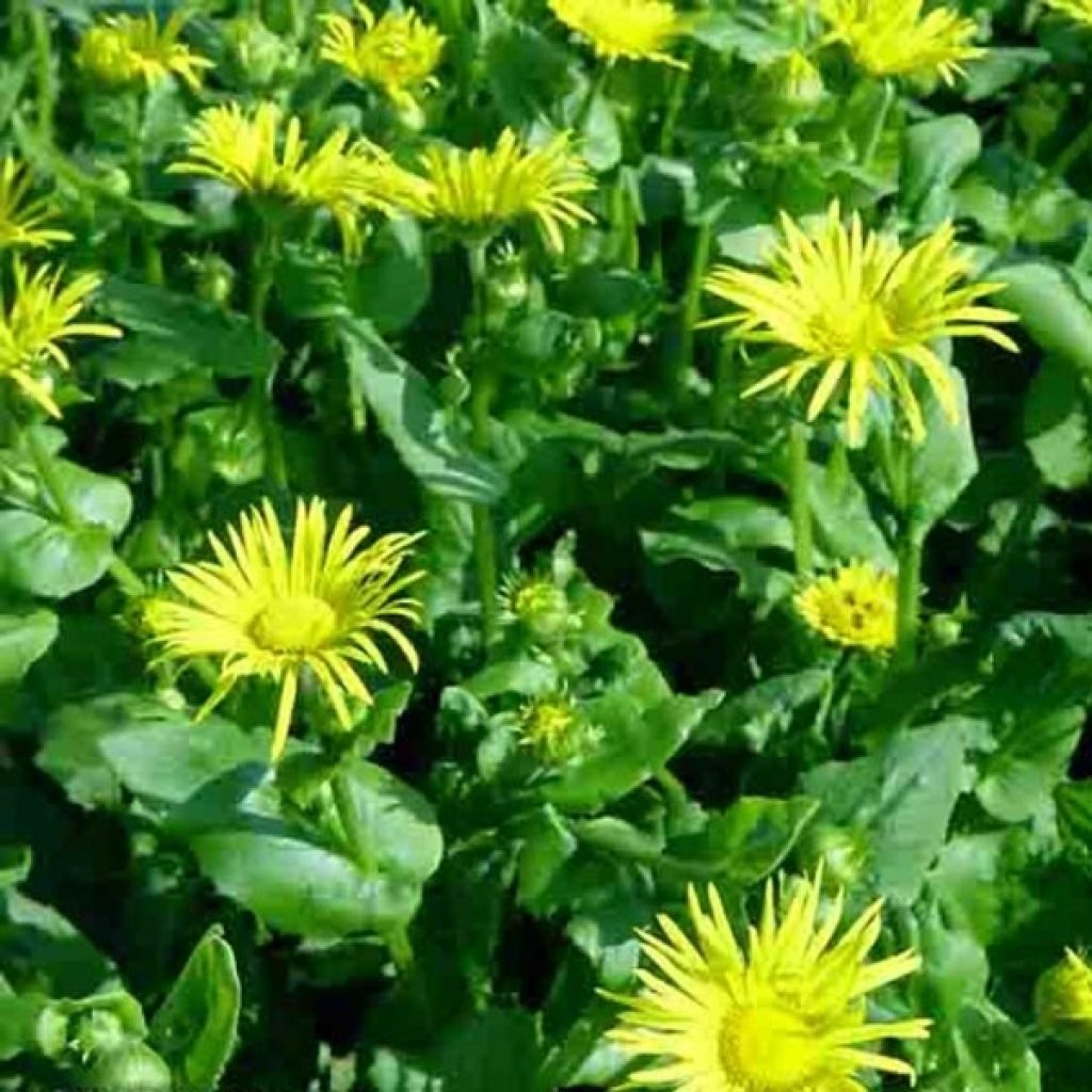 Doronicum orientale Magnificum - Östliche Gämswurz