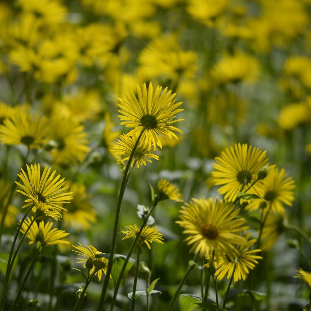 Doronic, Doronicum pardalianches