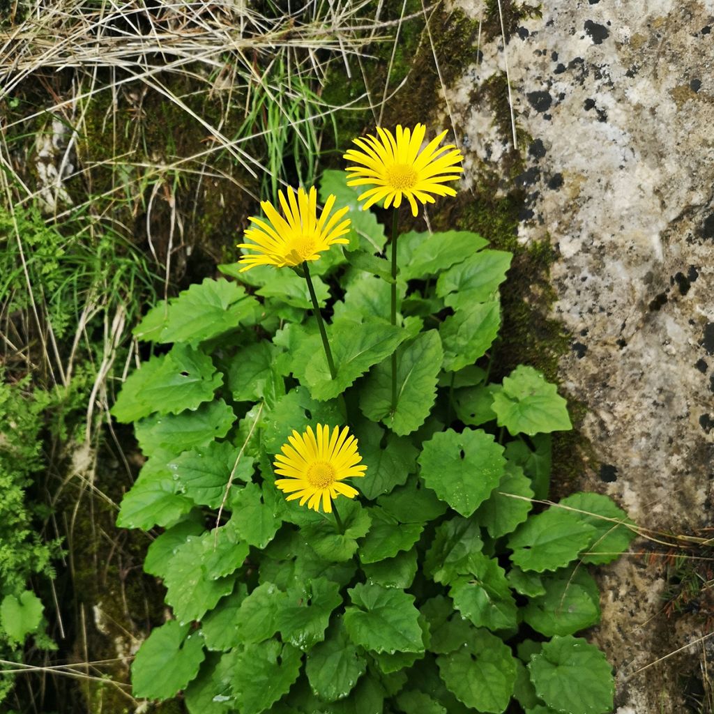 Doronicum plantagineum Excelsum - Wegerichartige Gämswurz