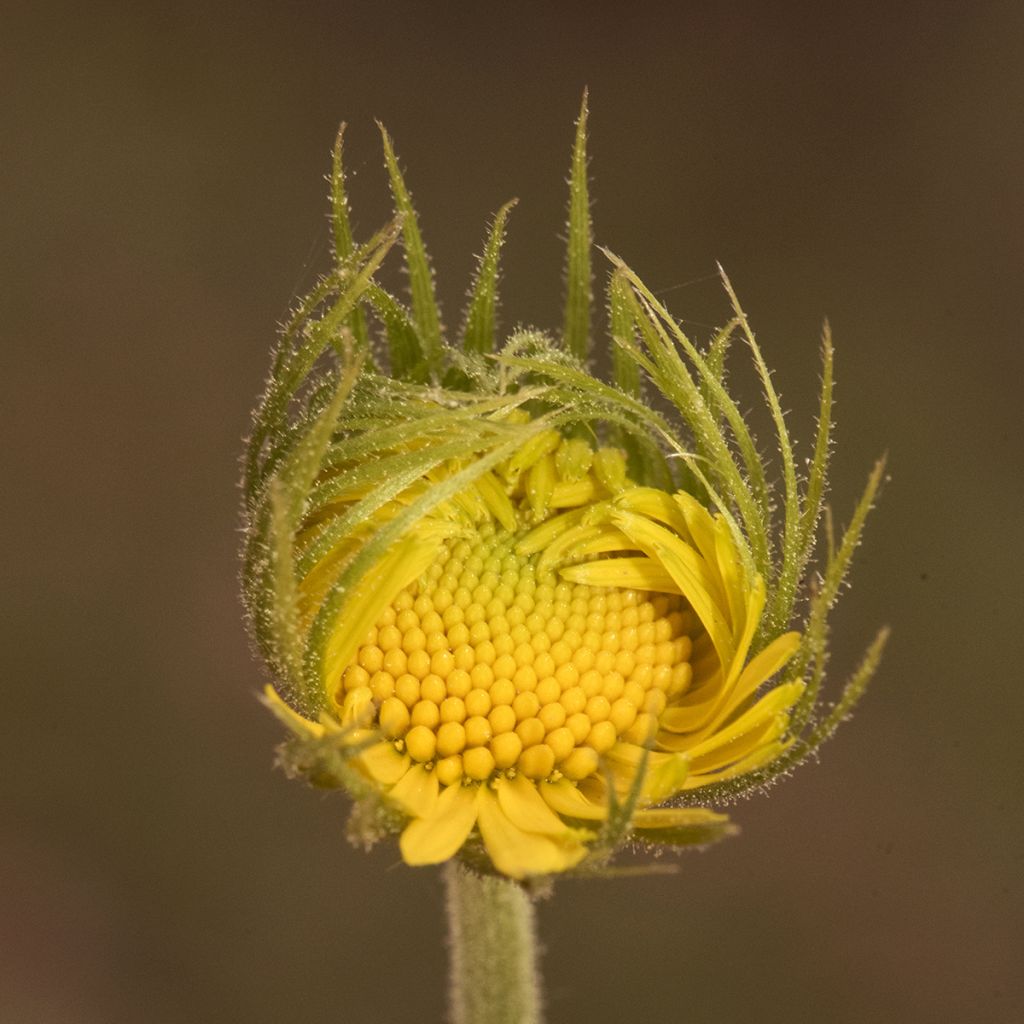 Doronicum plantagineum Excelsum - Wegerichartige Gämswurz