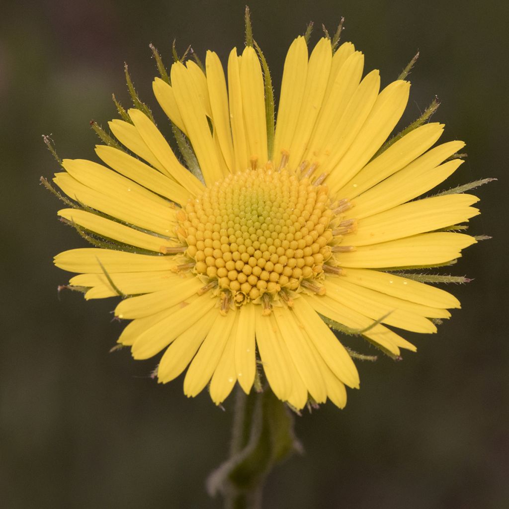 Doronicum plantagineum Excelsum - Wegerichartige Gämswurz