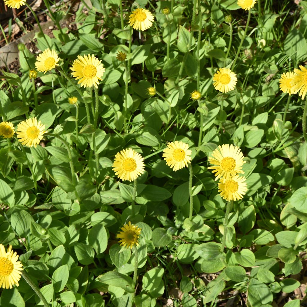 Doronicum plantagineum Excelsum - Wegerichartige Gämswurz