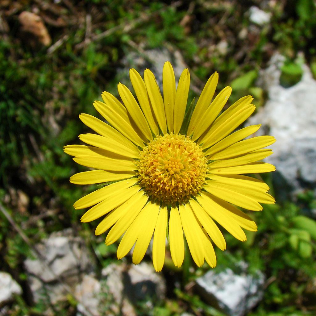 Doronicum plantagineum Excelsum - Wegerichartige Gämswurz