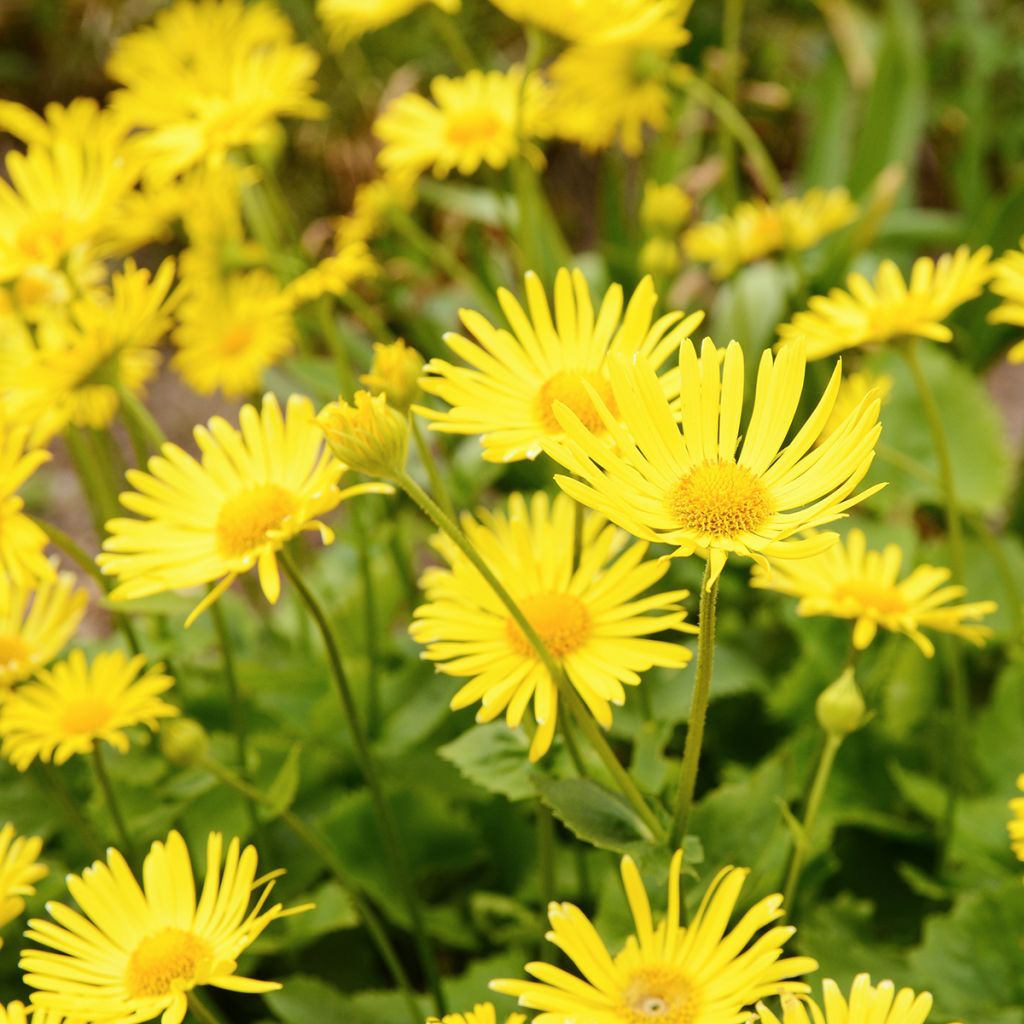 Doronicum plantagineum Excelsum - Wegerichartige Gämswurz