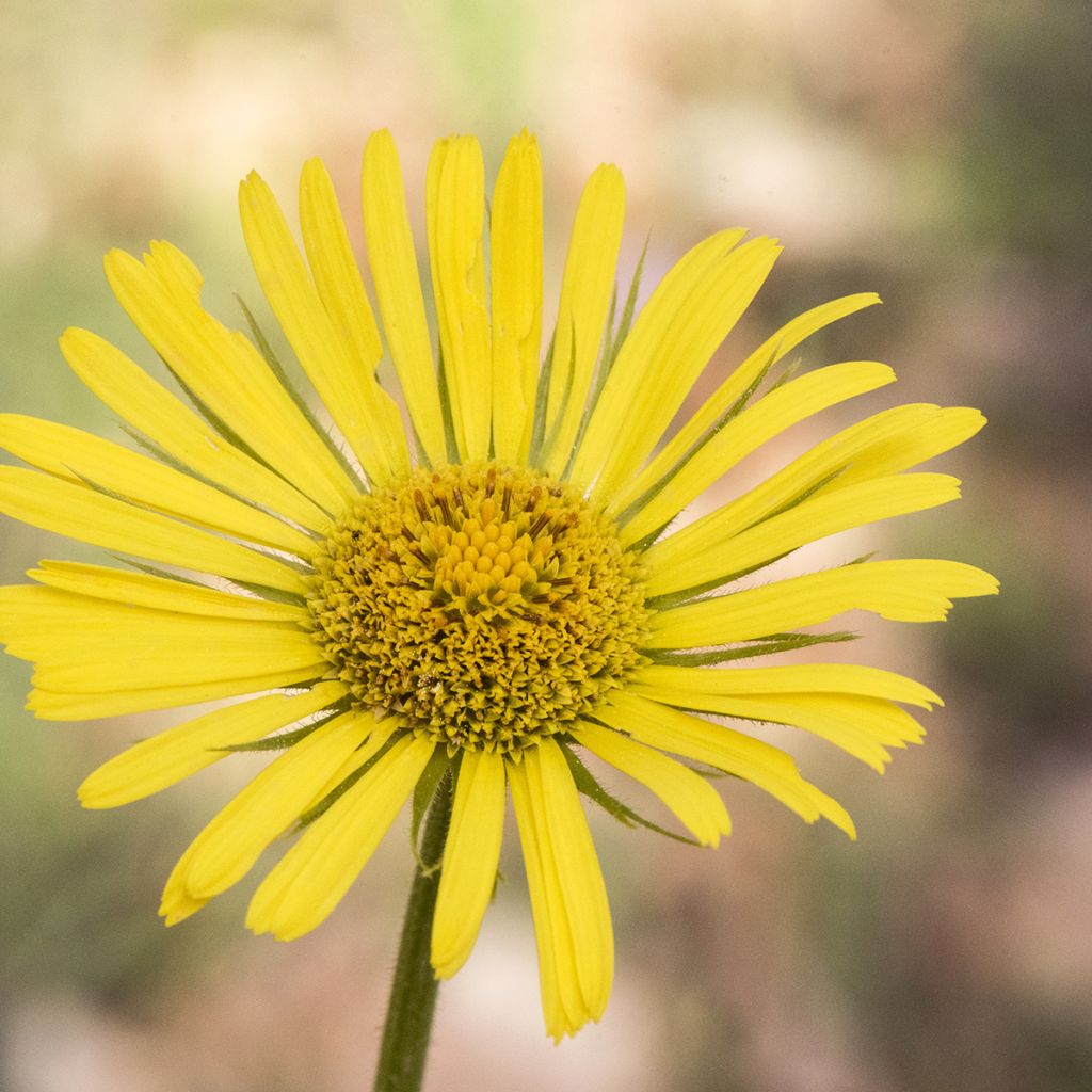 Doronicum plantagineum Excelsum - Wegerichartige Gämswurz