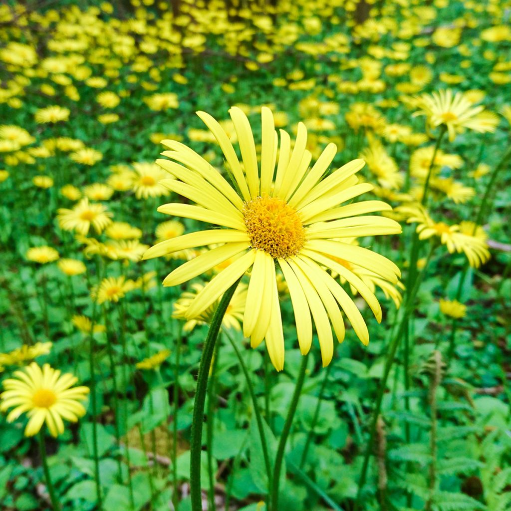 Doronicum plantagineum Excelsum - Wegerichartige Gämswurz