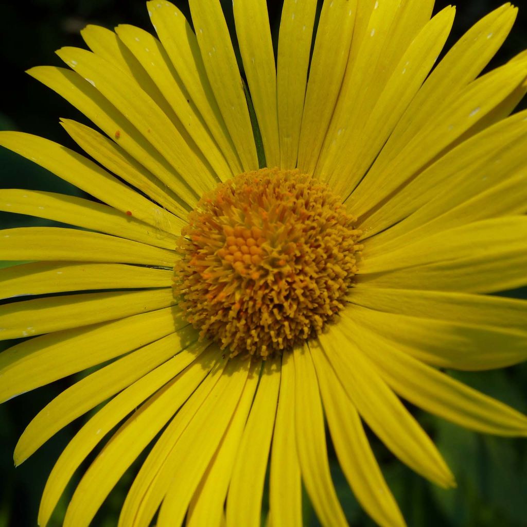 Doronicum plantagineum Excelsum - Wegerichartige Gämswurz