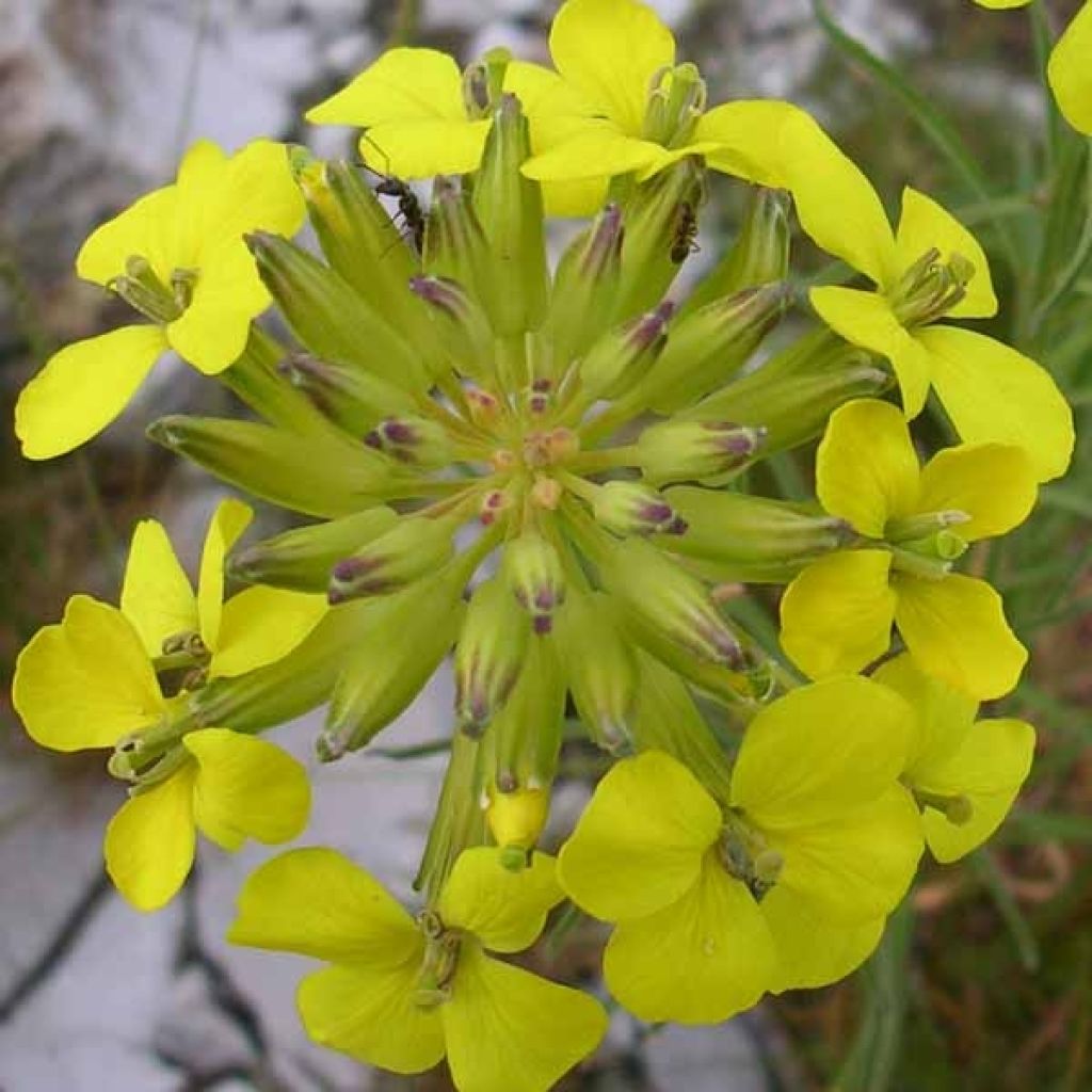 Draba aizoides - Drave faux Aïzoon