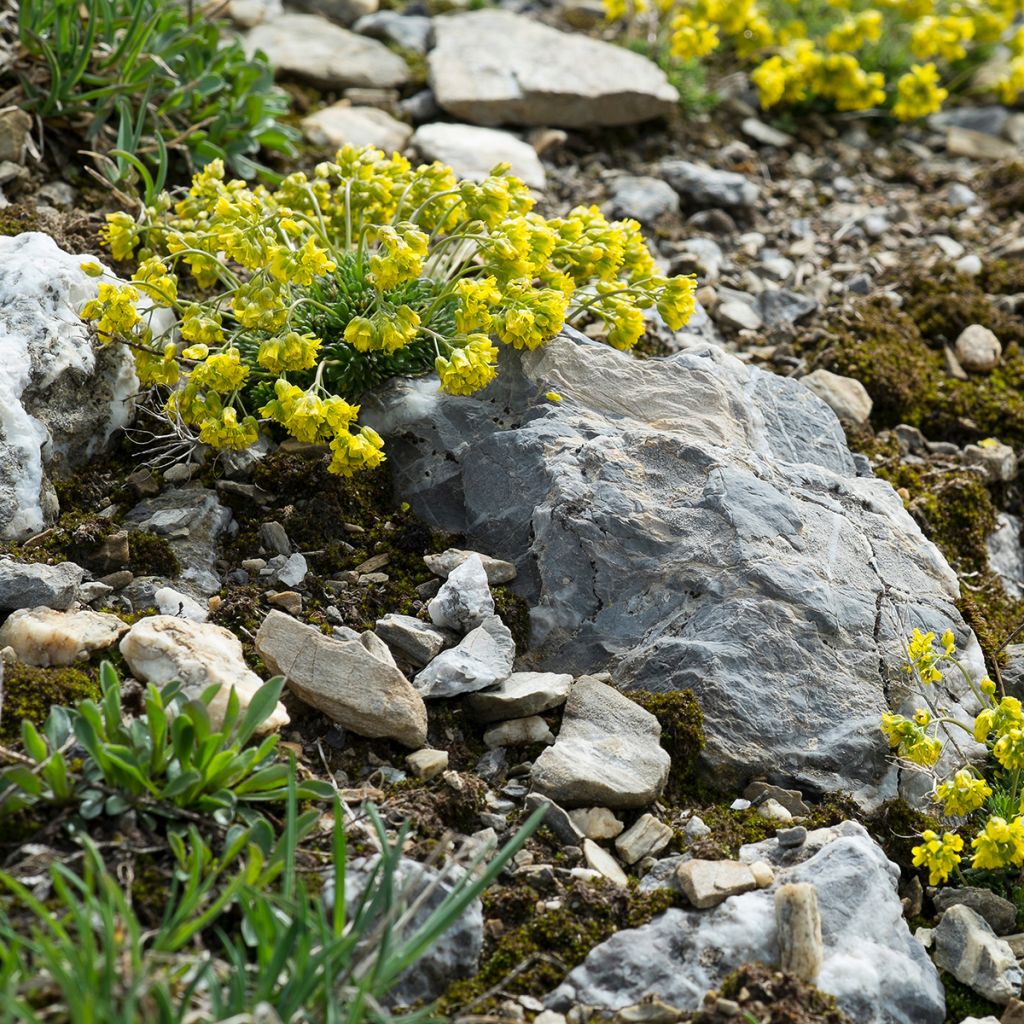 Draba aizoides - Felsenblümchen