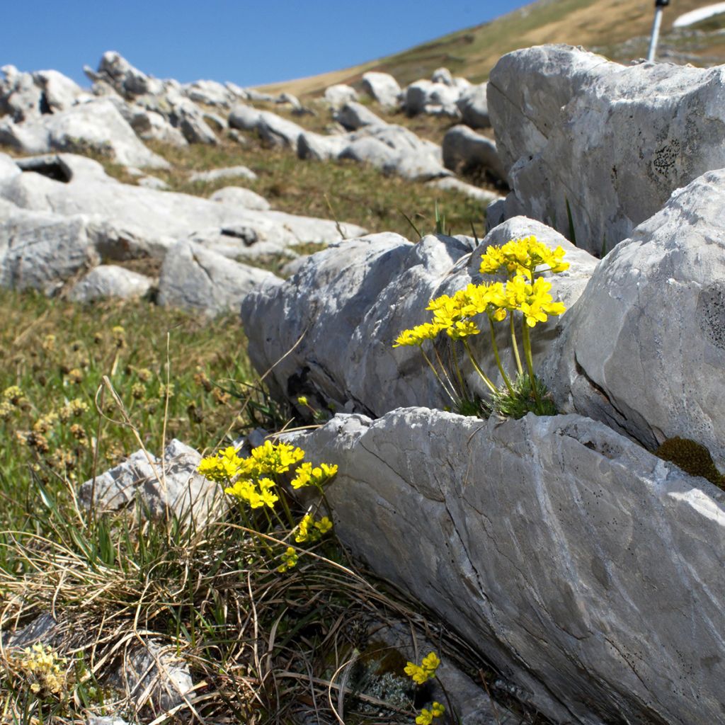 Draba aizoides - Felsenblümchen