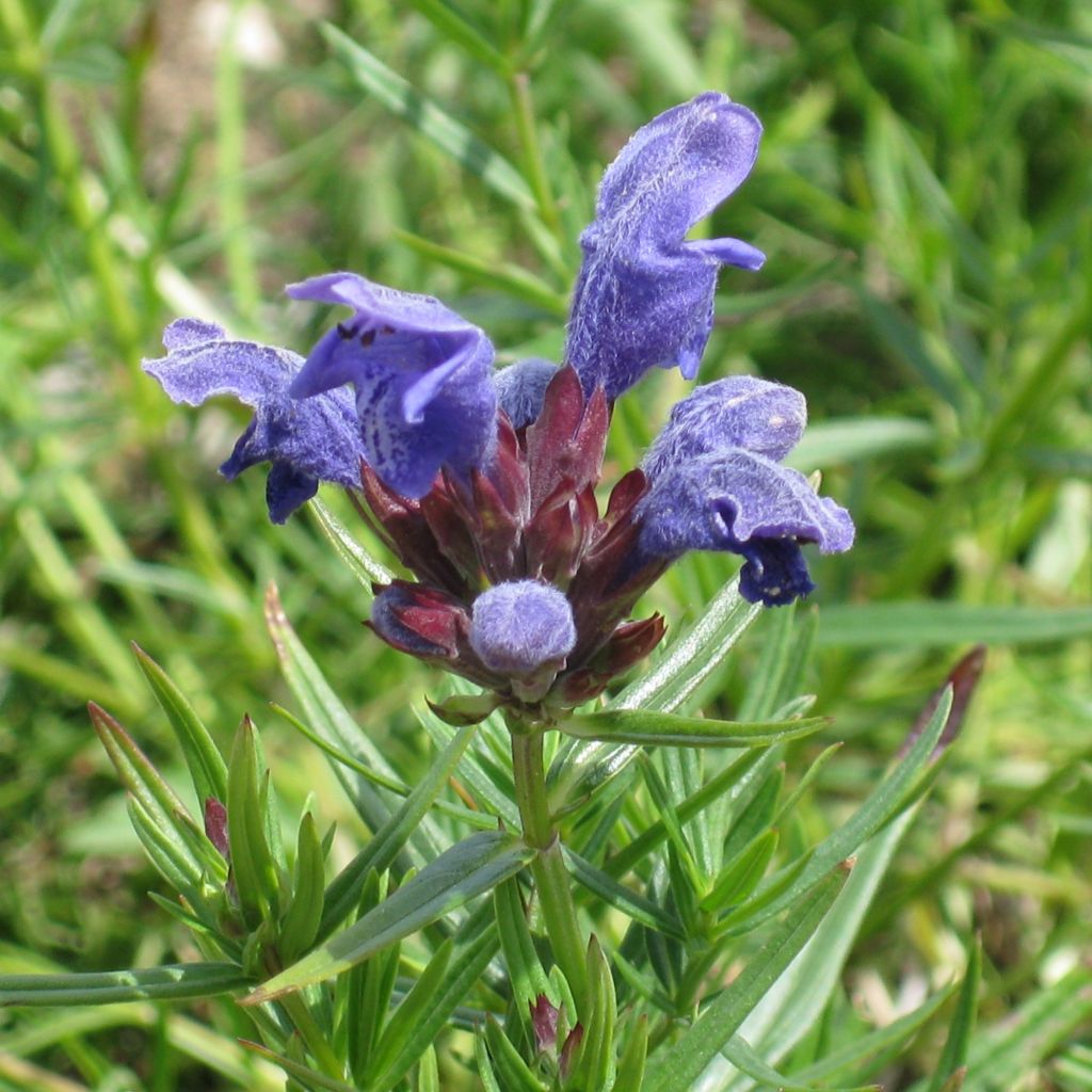 Dracocephalum ruyschiana - Nordischer Drachenkopf