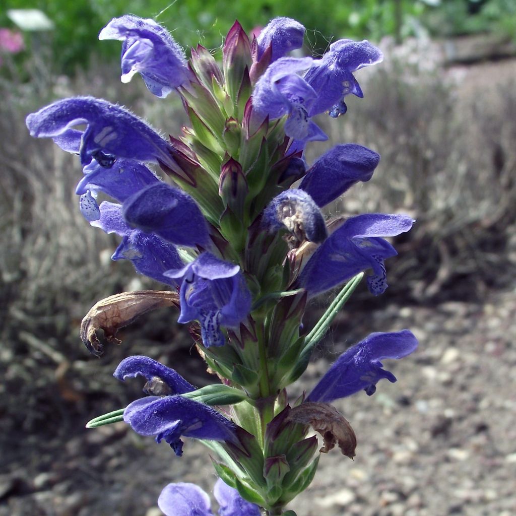 Dracocephalum ruyschiana