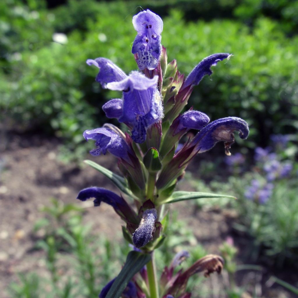 Dracocephalum ruyschiana