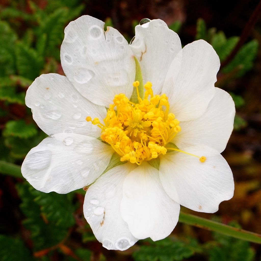 Dryas drummondii Grandiflora - Nordamerikanische Silberwurz