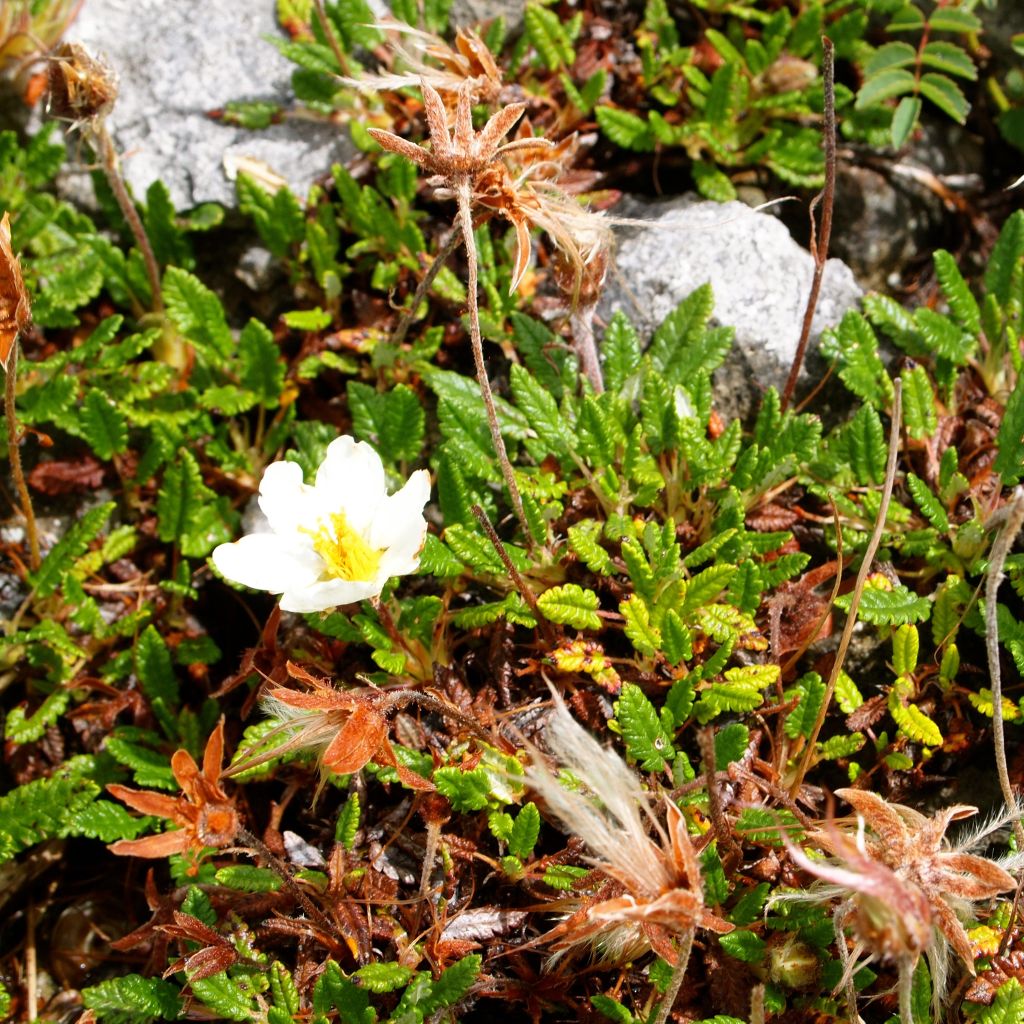 Dryas drummondii Grandiflora