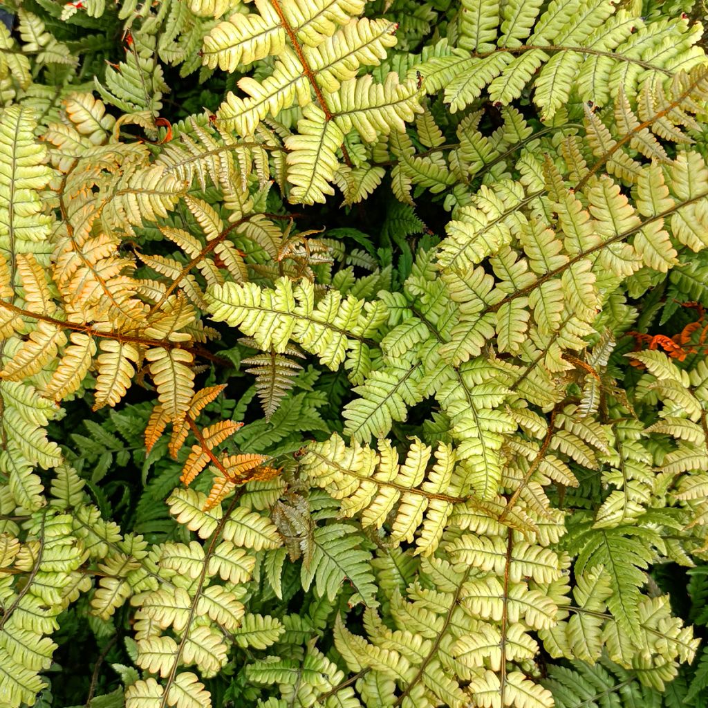 Dryopteris lepidopoda - Fougère