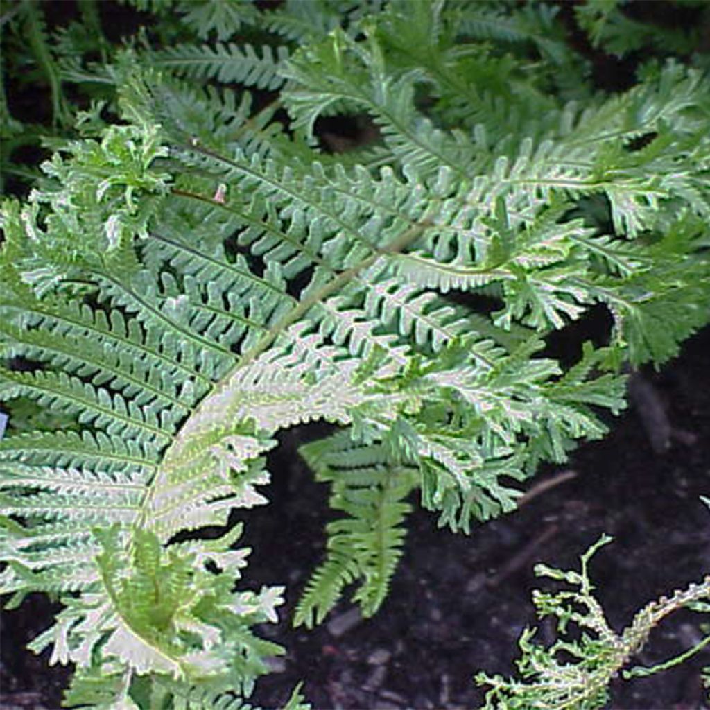 Dryopteris affinis Cristata - Wurmfarn